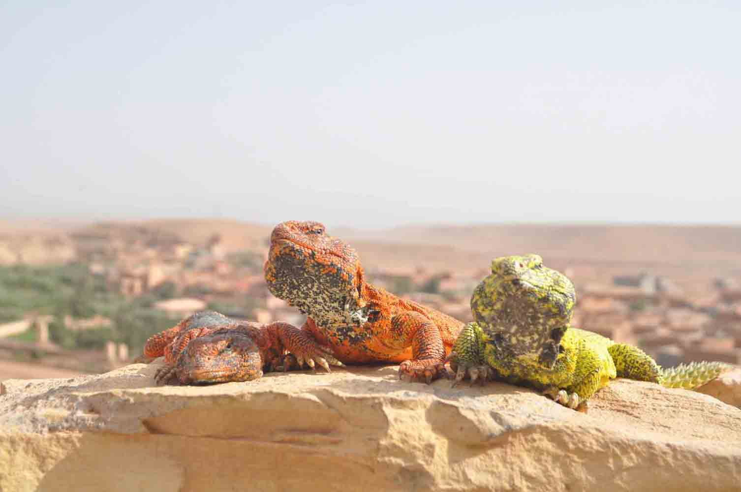 Yassine Travel